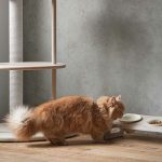 カリモクの猫用木製家具 KARIMOKU CAT（カリモク キャット）取り扱い始まりました！