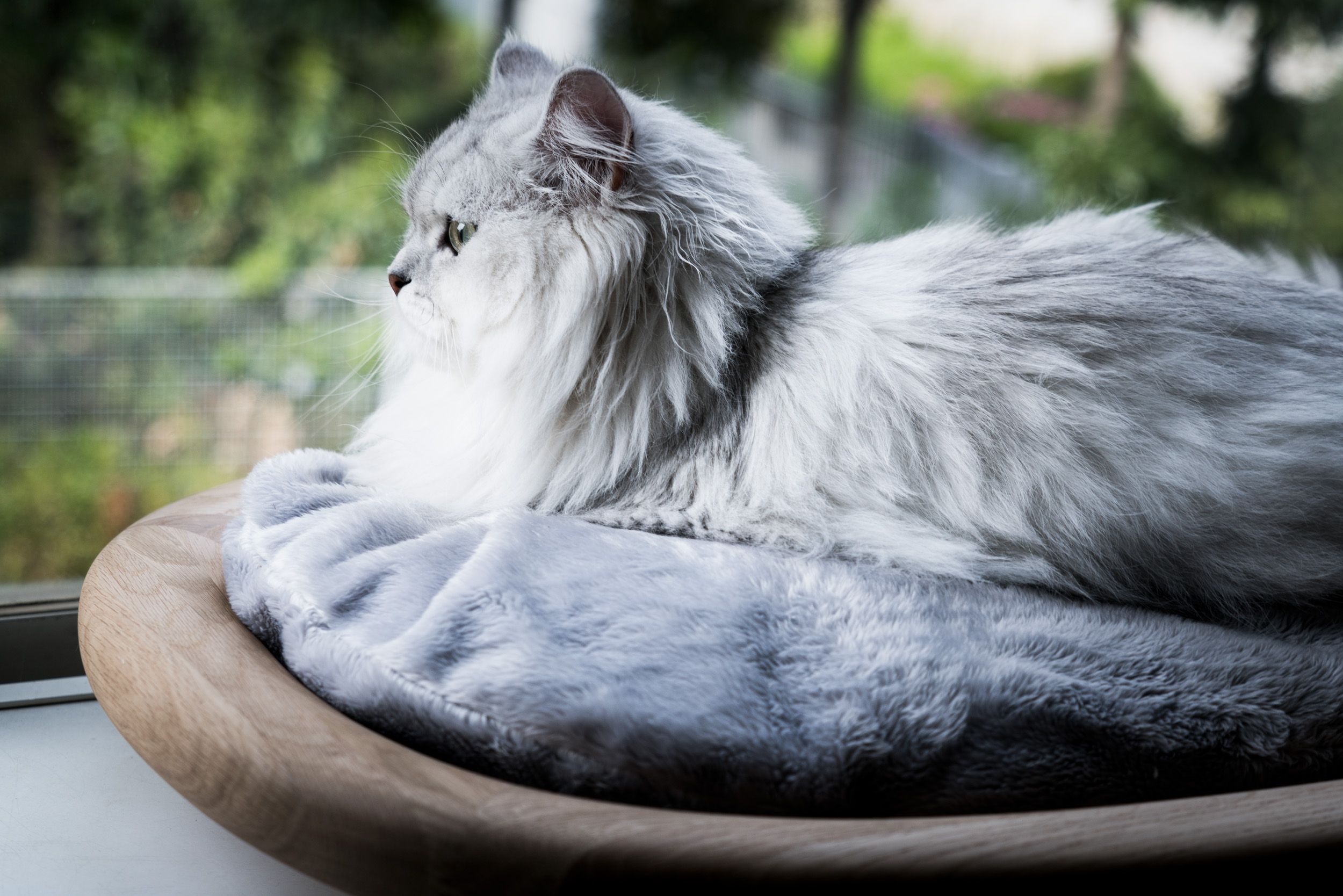 カリモク家具の猫専用木製家具KARIMOKU CATを紹介 | インテリア 