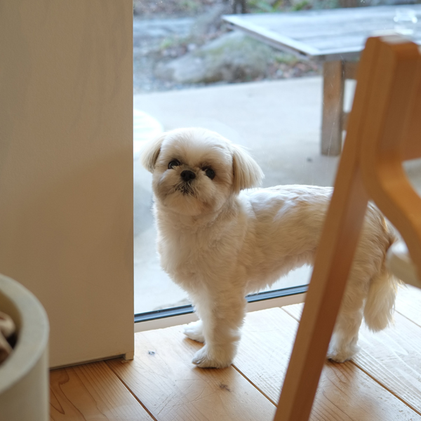 アトリエの窓辺に立つ愛犬のむぎちゃん